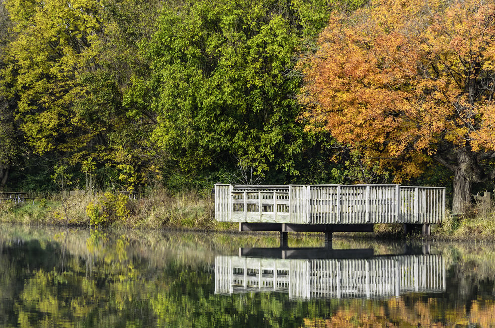 Environmental study in autumn Wooden deck (for observation and fishing) over calm lake reflections by leafy woods in Silver Springs State Park, northern Illinois, USA, at the end of October