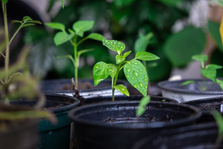 Moisture on plants in pots